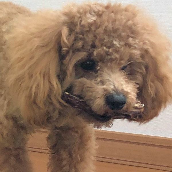 ZEAL　フリーレンジ　仔牛のテール　125g