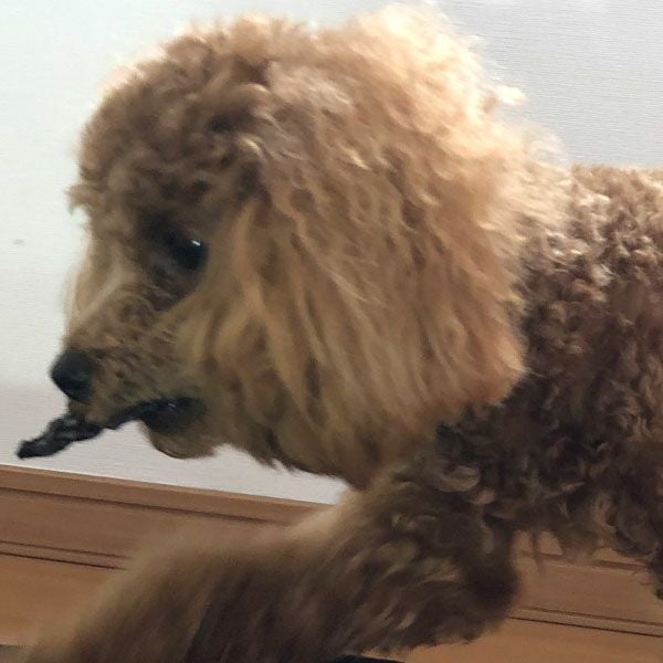 ZEAL　フリーレンジ　仔牛のスペアリブ　125g