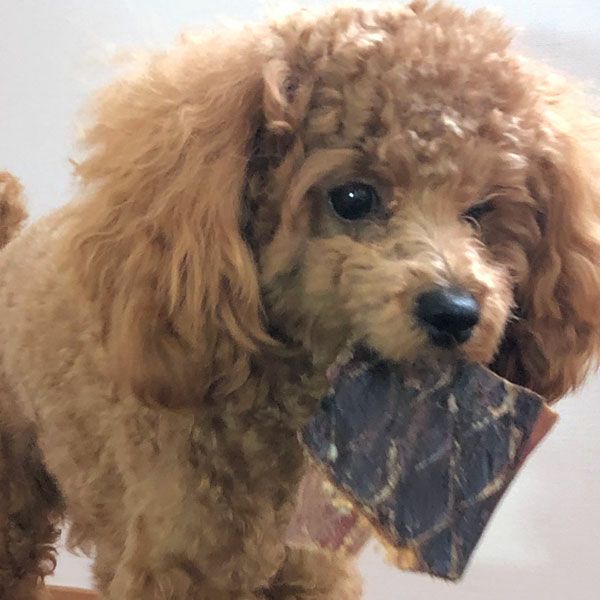 ZEAL　フリーレンジ　牛ガレット　125g