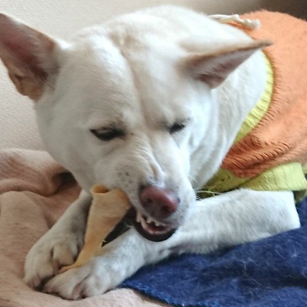 ZEAL　フリーレンジ　羊の耳　125g