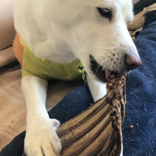 ZEAL　フリーレンジ　仔牛のあばら　150g